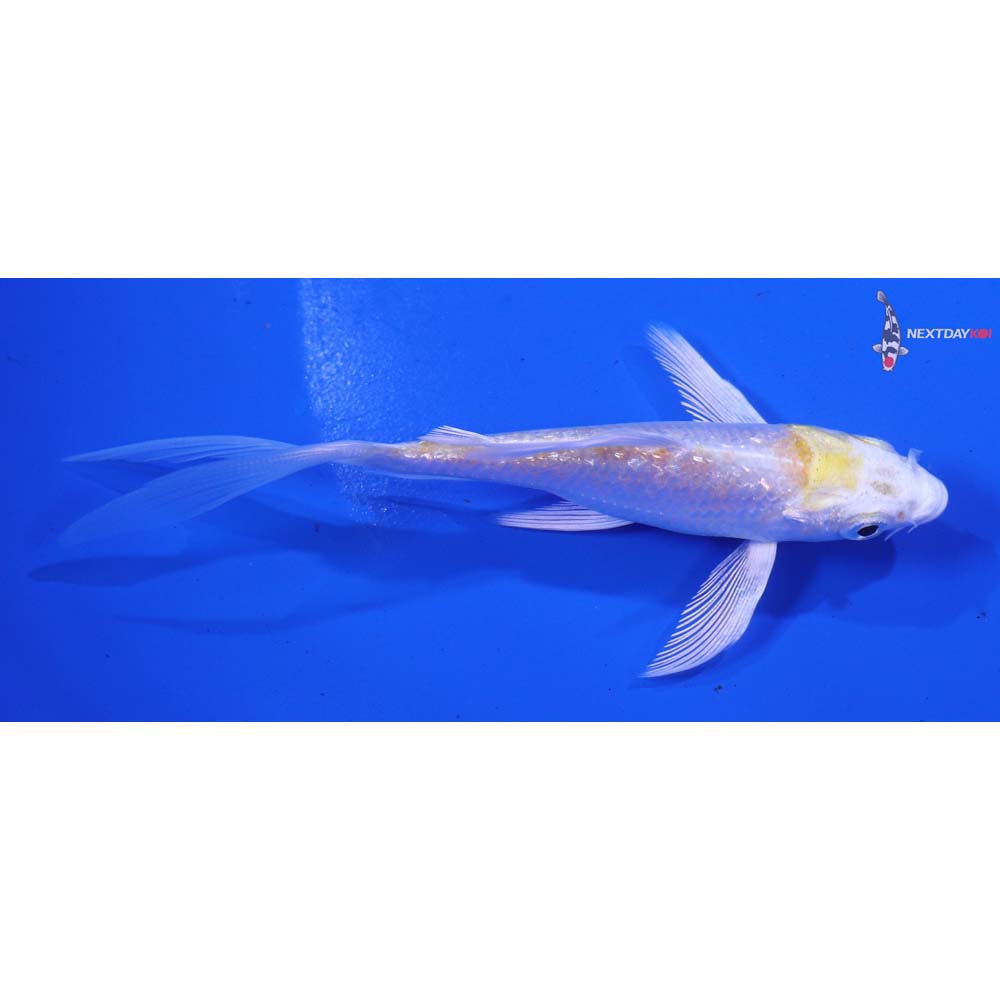 4” Imported Gin Rin Lemon Hariwake Butterfly Koi