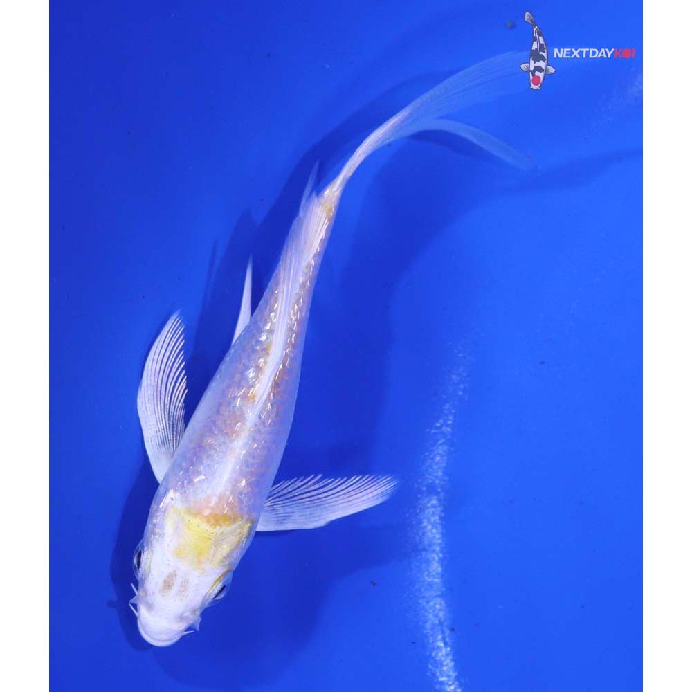 4” Imported Gin Rin Lemon Hariwake Butterfly Koi