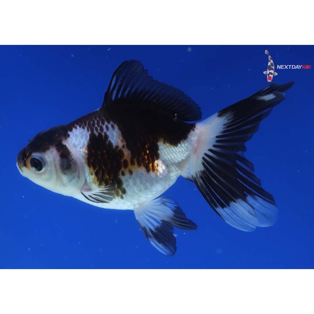 4” Imported Tri Color Panda Oranda