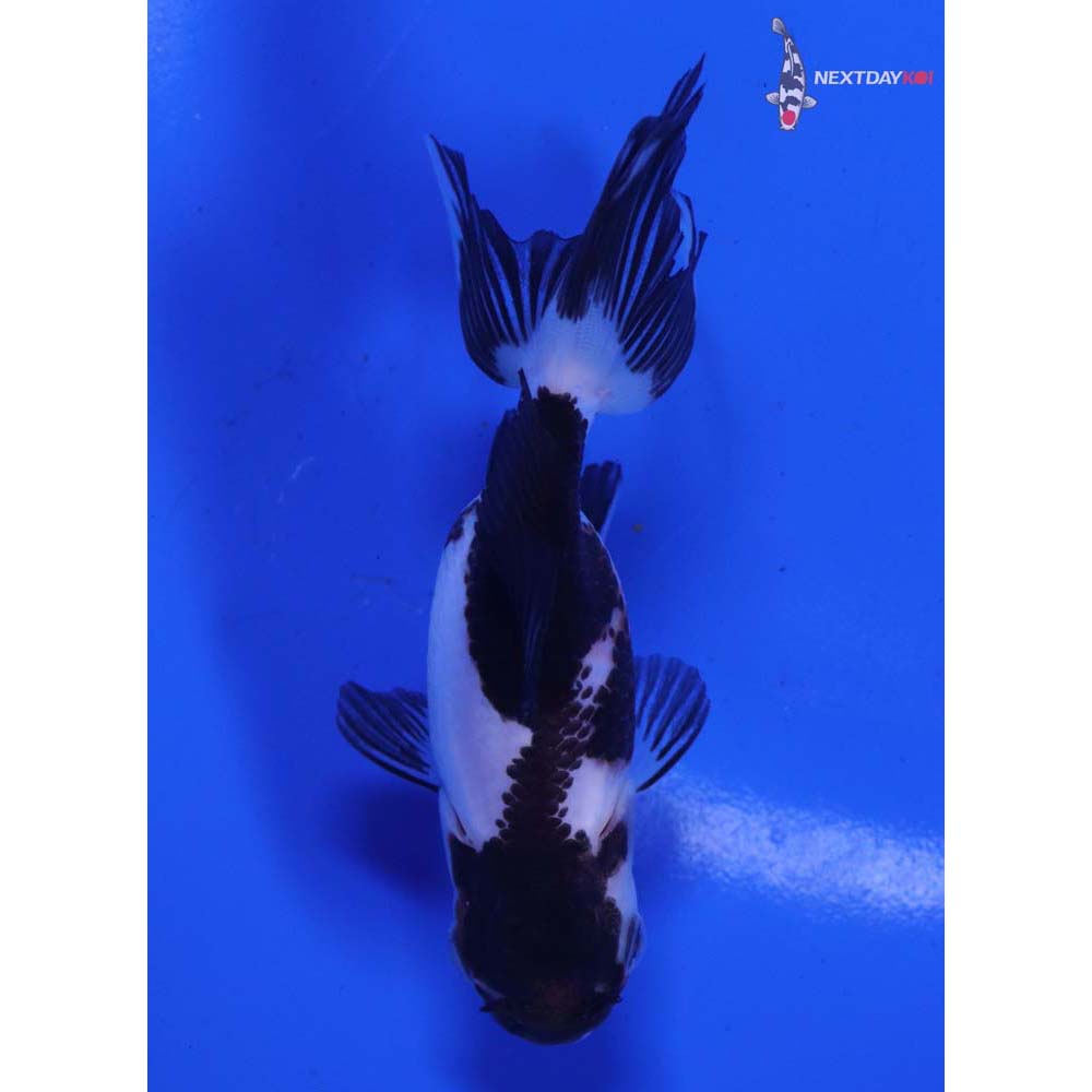 4” Imported Tri Color Panda Oranda