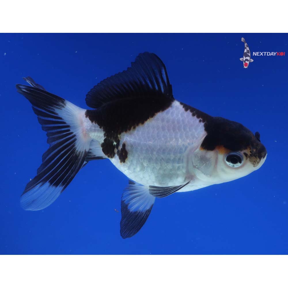 4” Imported Tri Color Panda Oranda