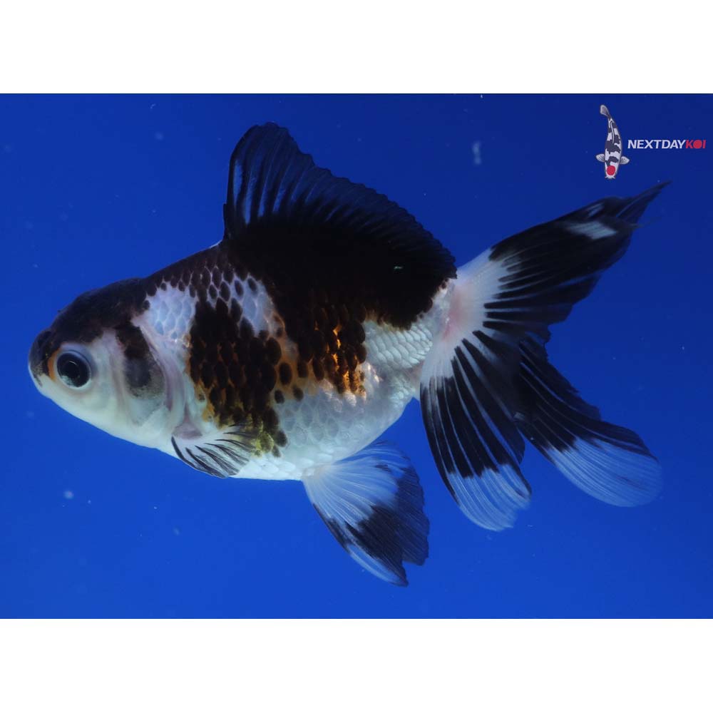 4” Imported Tri Color Panda Oranda