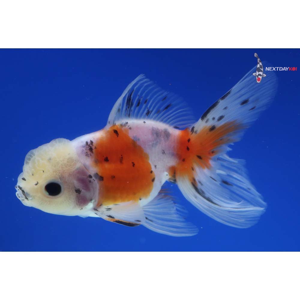 4” Imported Calico Oranda