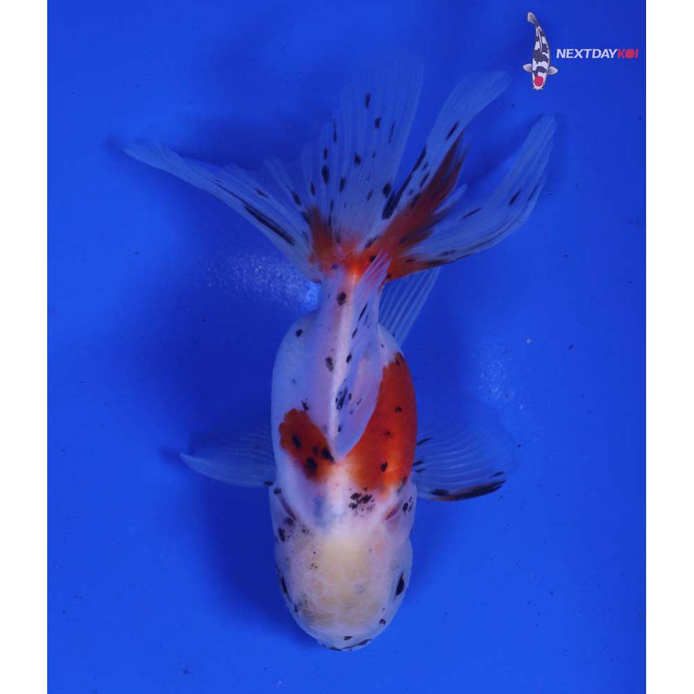 4” Imported Calico Oranda
