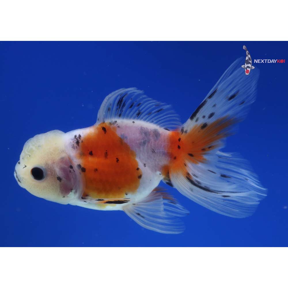 4” Imported Calico Oranda