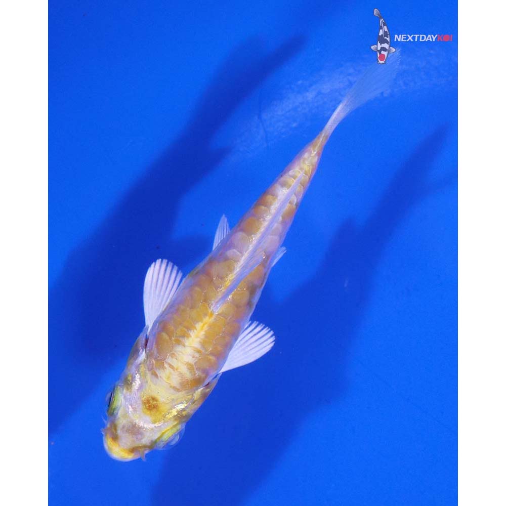 3” Imported Armor Scaled Lemon Hariwake