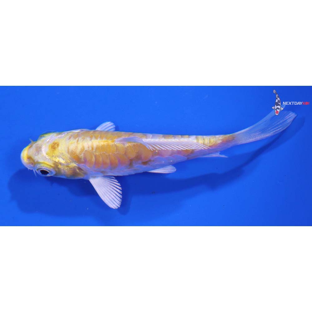 3” Imported Armor Scaled Lemon Hariwake