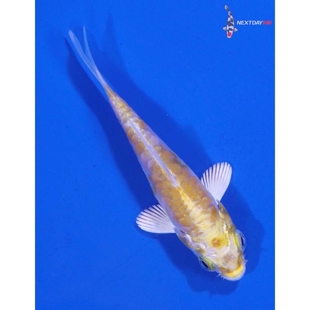 3” Imported Armor Scaled Lemon Hariwake