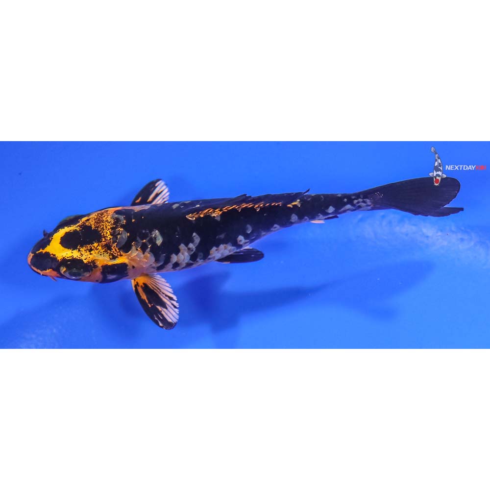 3” Imported Kin Ki Bekko