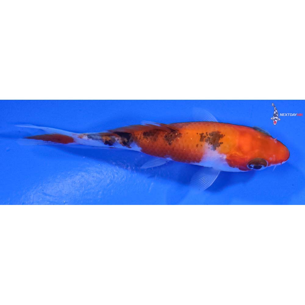 3” Imported Sanke