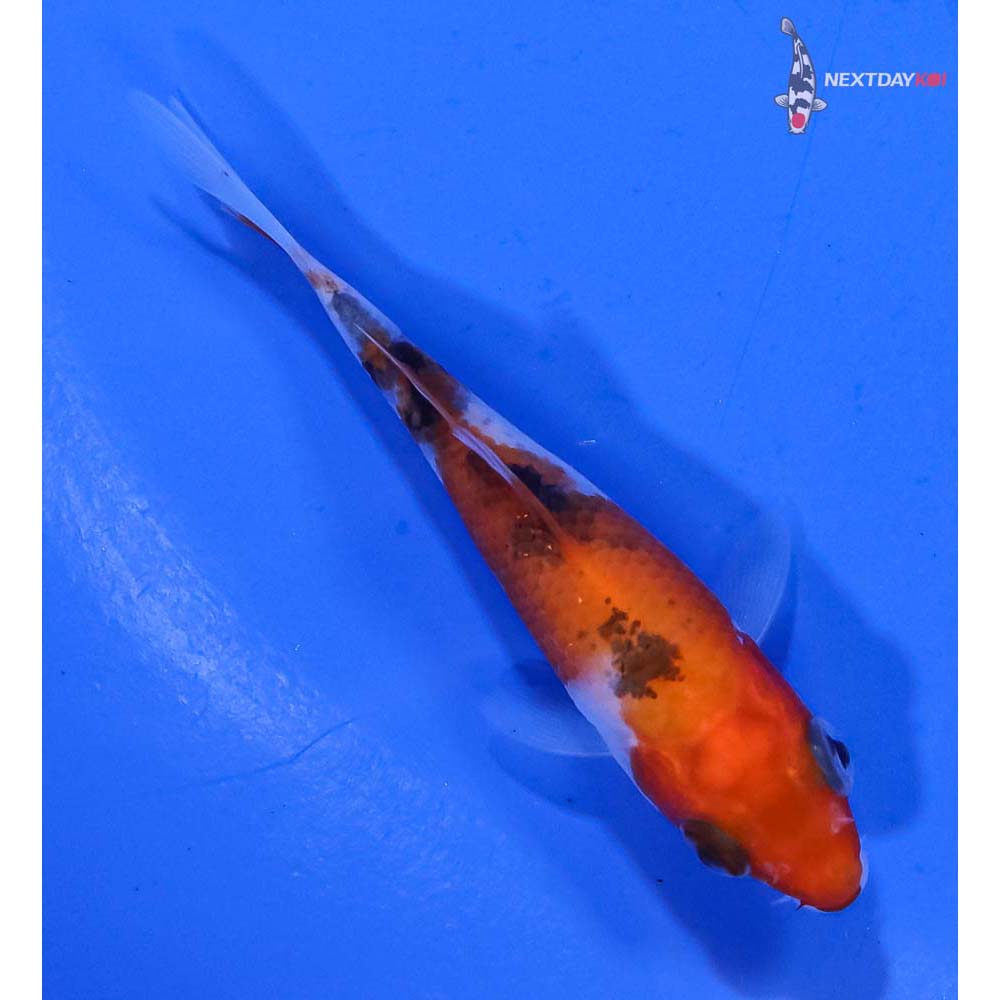 3” Imported Sanke