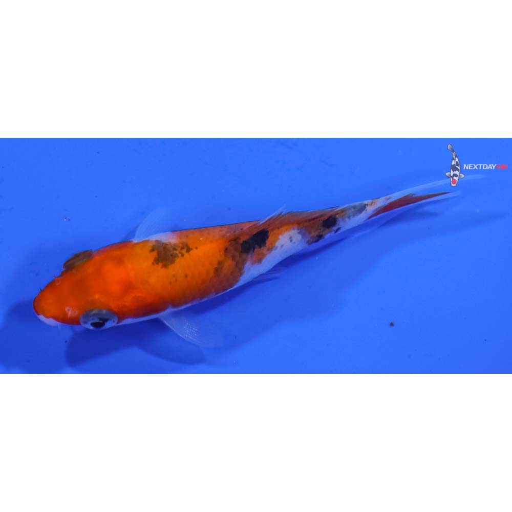 3” Imported Sanke