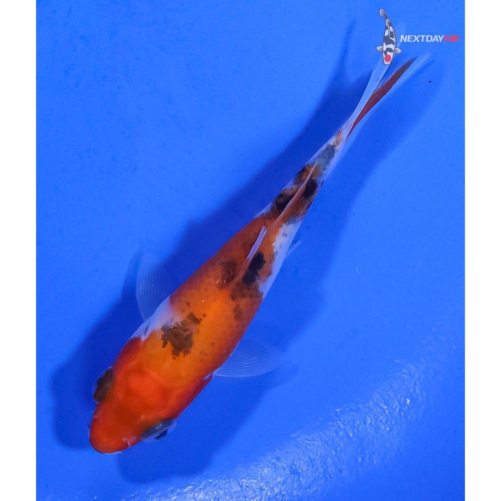 3” Imported Sanke