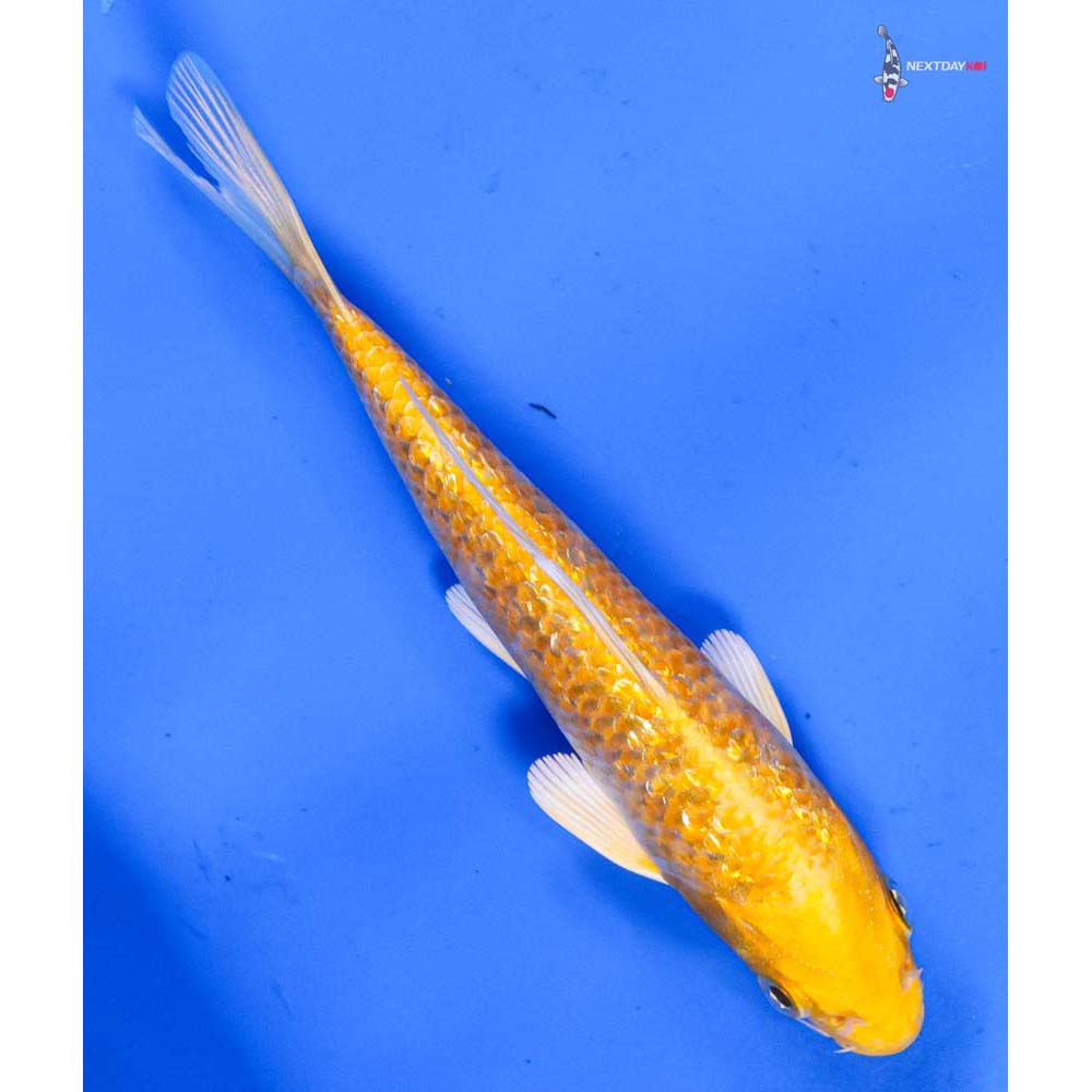 5” Imported Gin Rin Lemon Hariwake