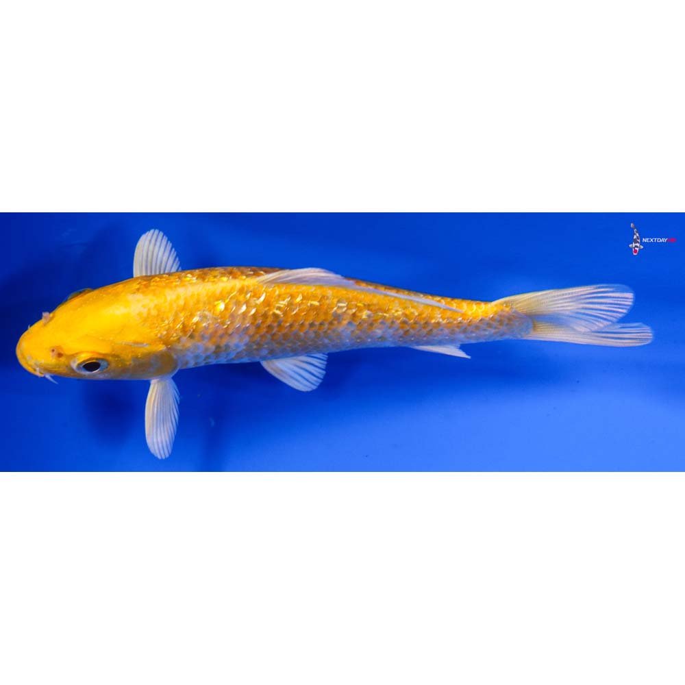 5” Imported Gin Rin Lemon Hariwake