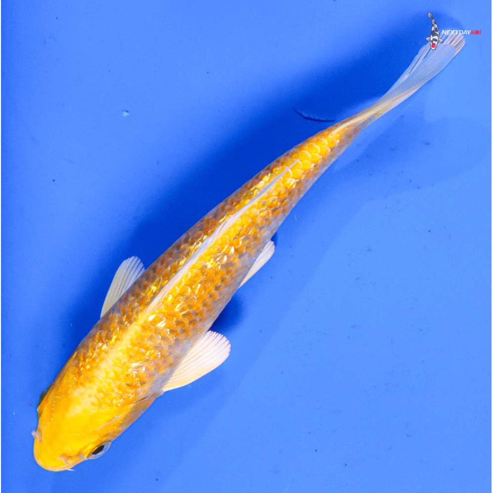 5” Imported Gin Rin Lemon Hariwake