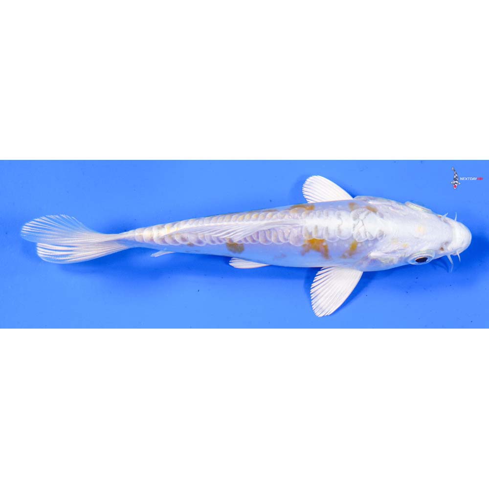 5” Imported Doitsu Lemon Hariwake