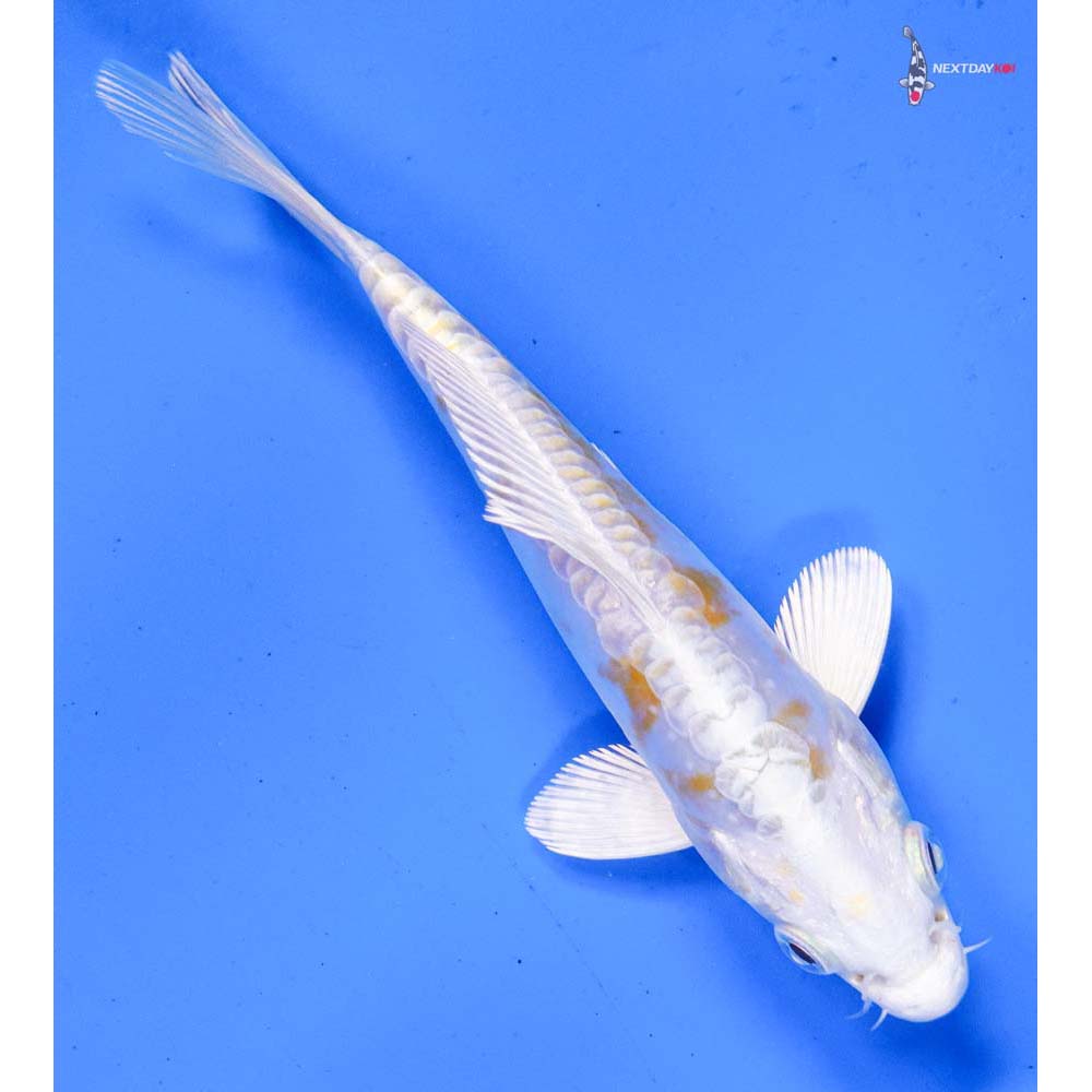 5” Imported Doitsu Lemon Hariwake