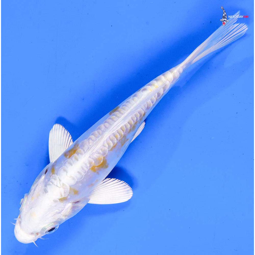 5” Imported Doitsu Lemon Hariwake