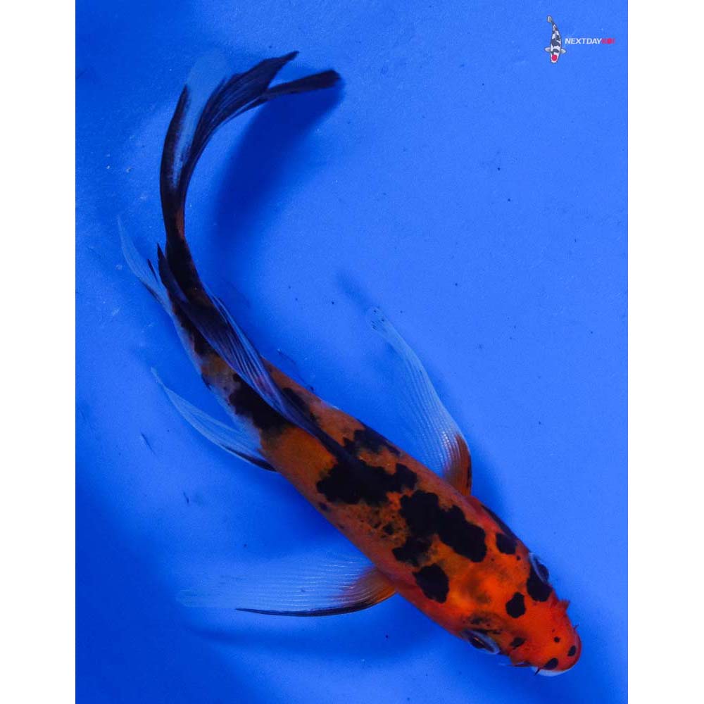 4.5” Imported Sanke Butterfly Koi
