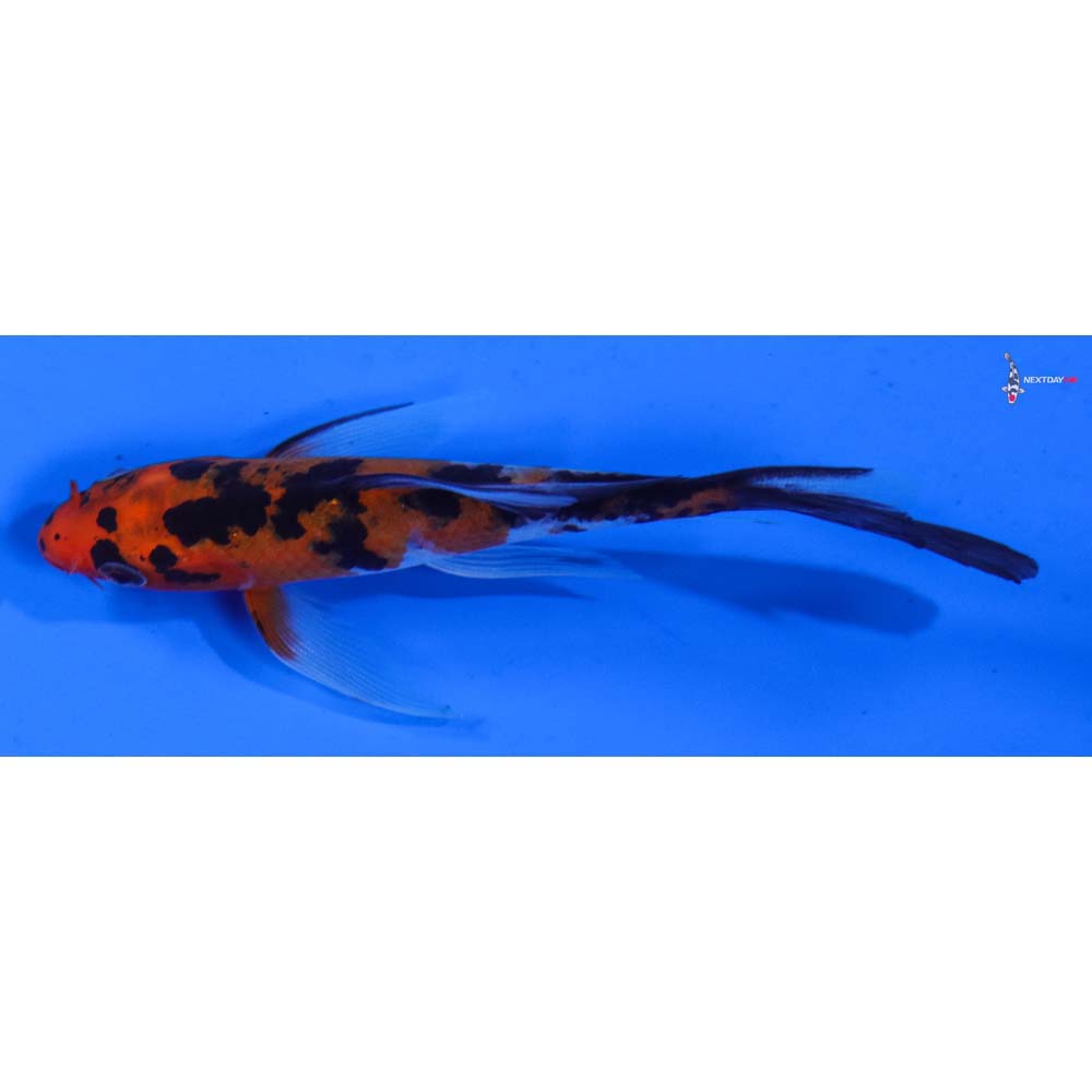 4.5” Imported Sanke Butterfly Koi