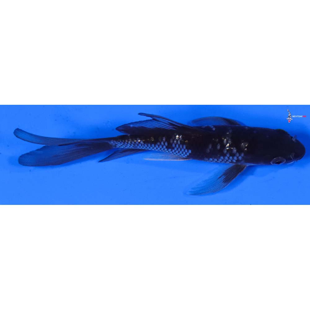 4.5” Imported Gin Rin Ochiba Shigure Butterfly Koi