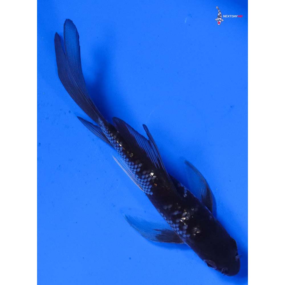 4.5” Imported Gin Rin Ochiba Shigure Butterfly Koi