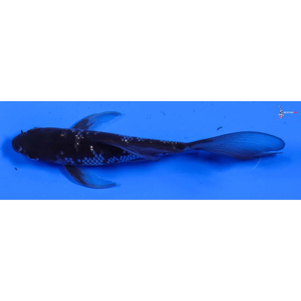 4.5” Imported Gin Rin Ochiba Shigure Butterfly Koi
