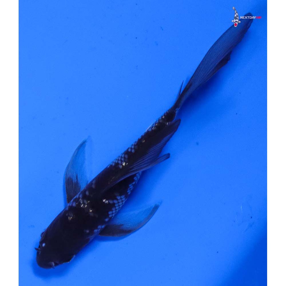 4.5” Imported Gin Rin Ochiba Shigure Butterfly Koi