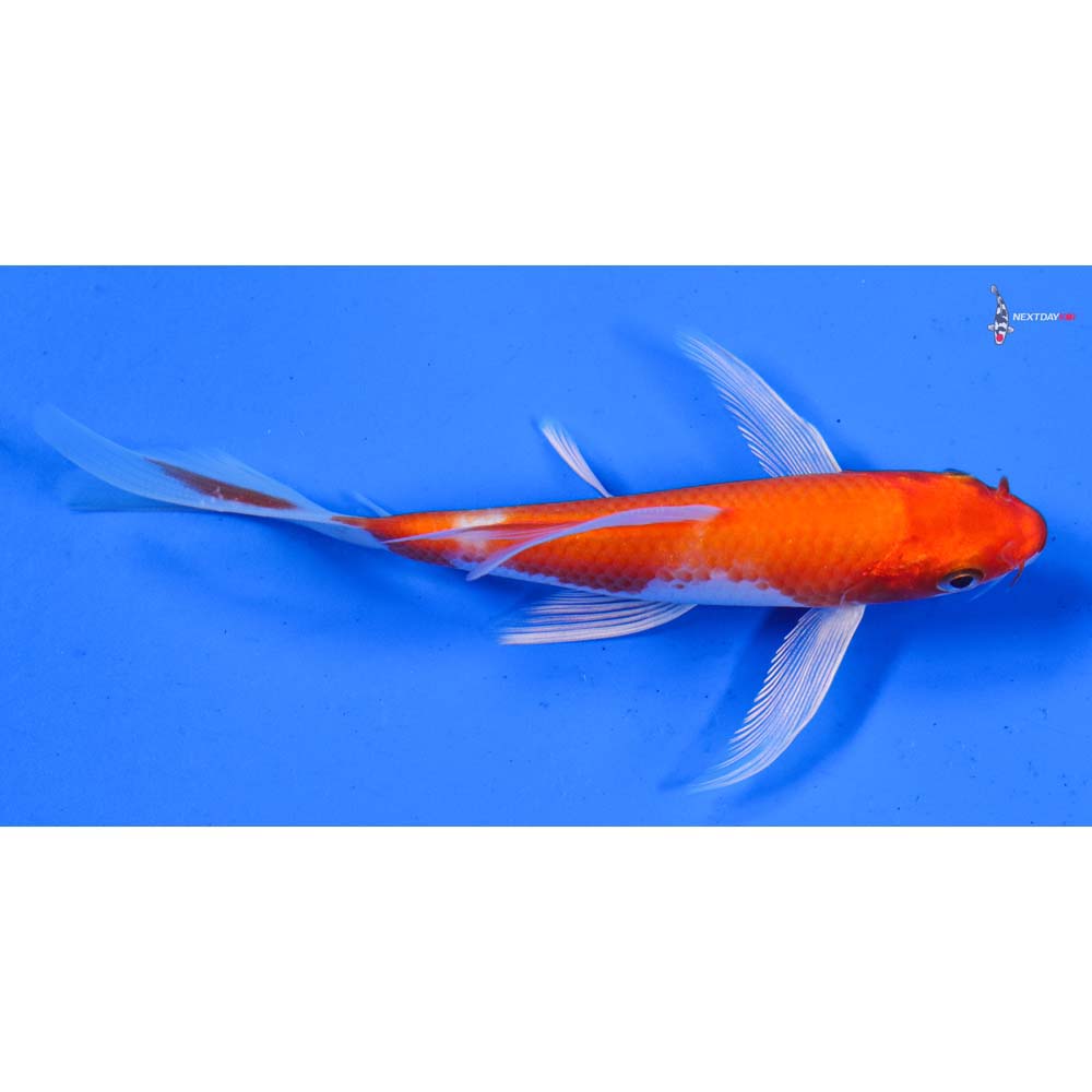 5” Imported Hariwake Butterfly Koi