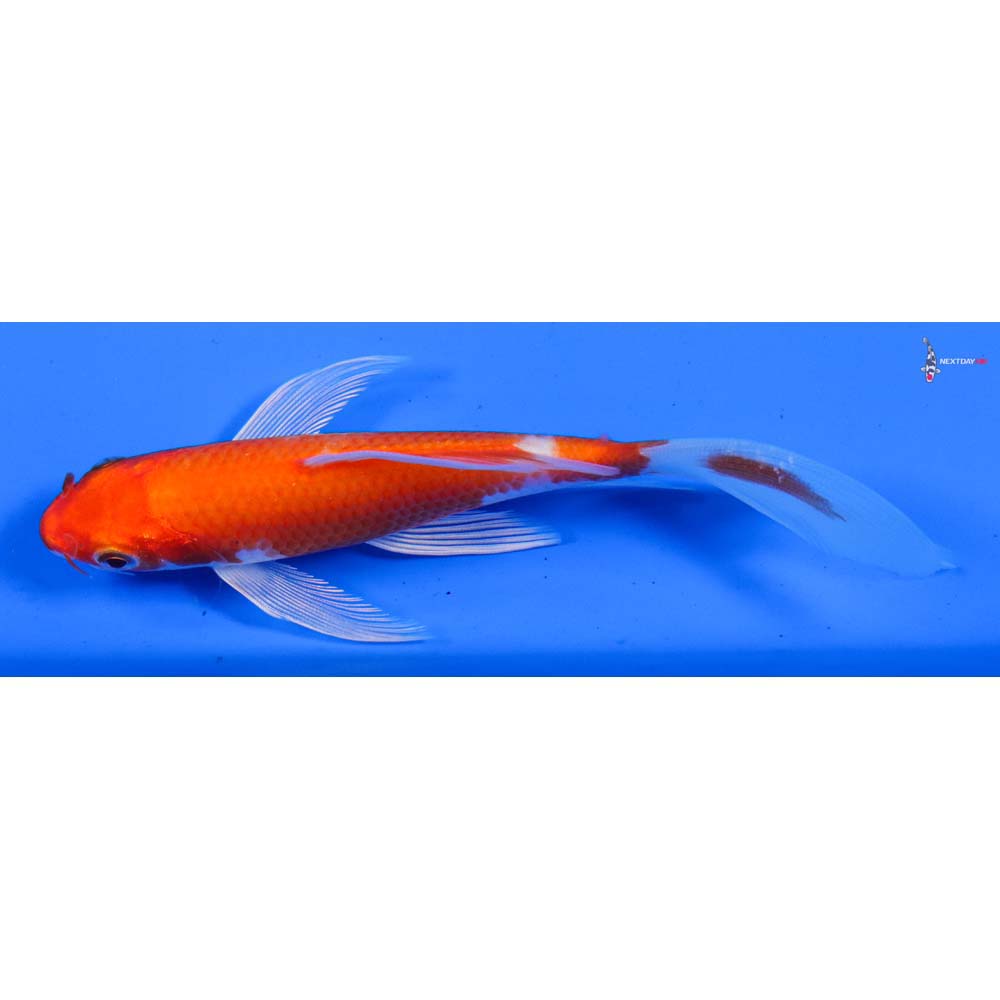5” Imported Hariwake Butterfly Koi