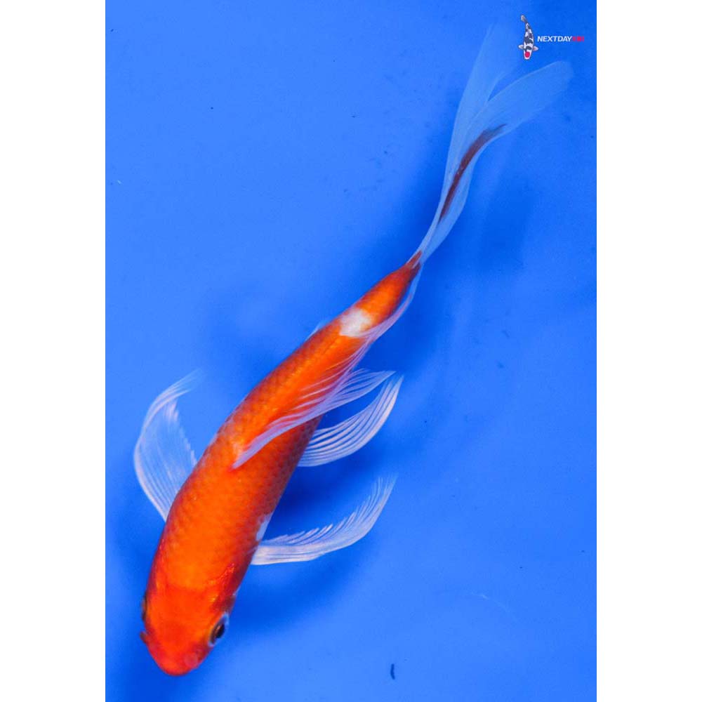 5” Imported Hariwake Butterfly Koi