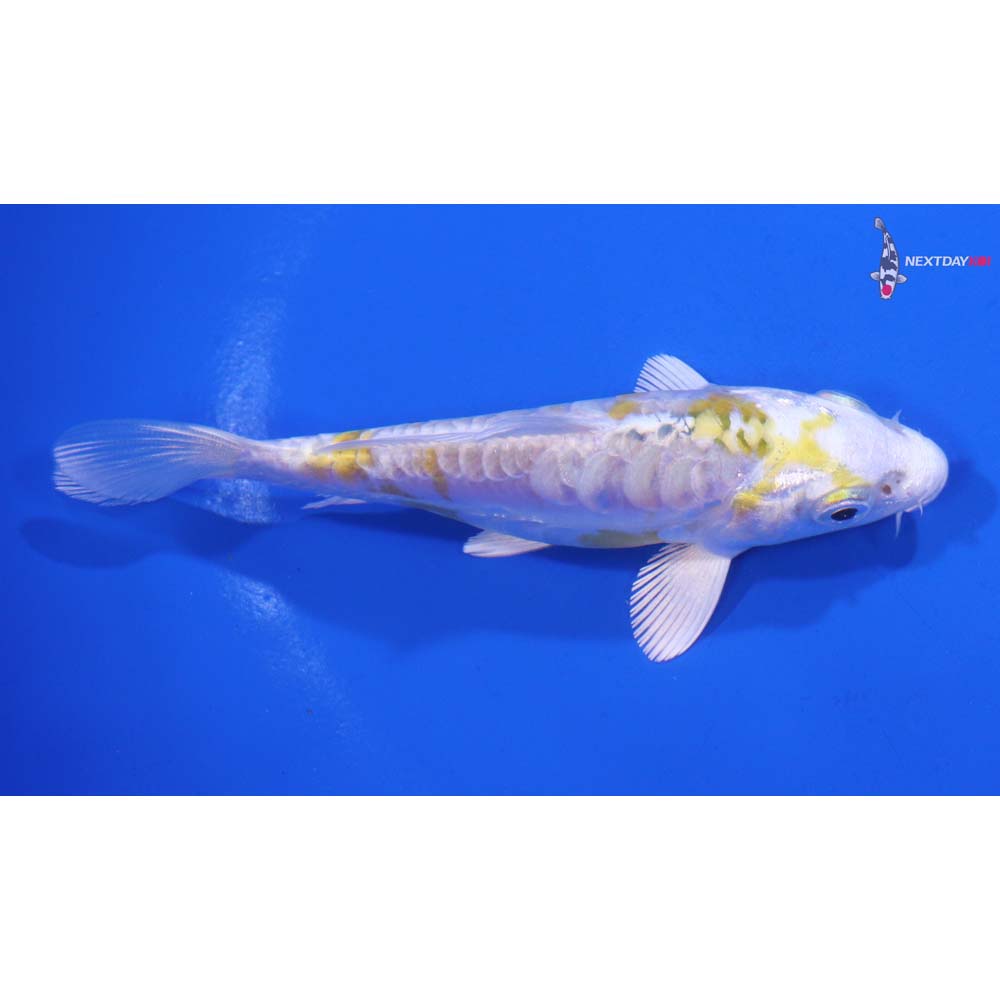 4” Imported Doitsu Lemon Hariwake