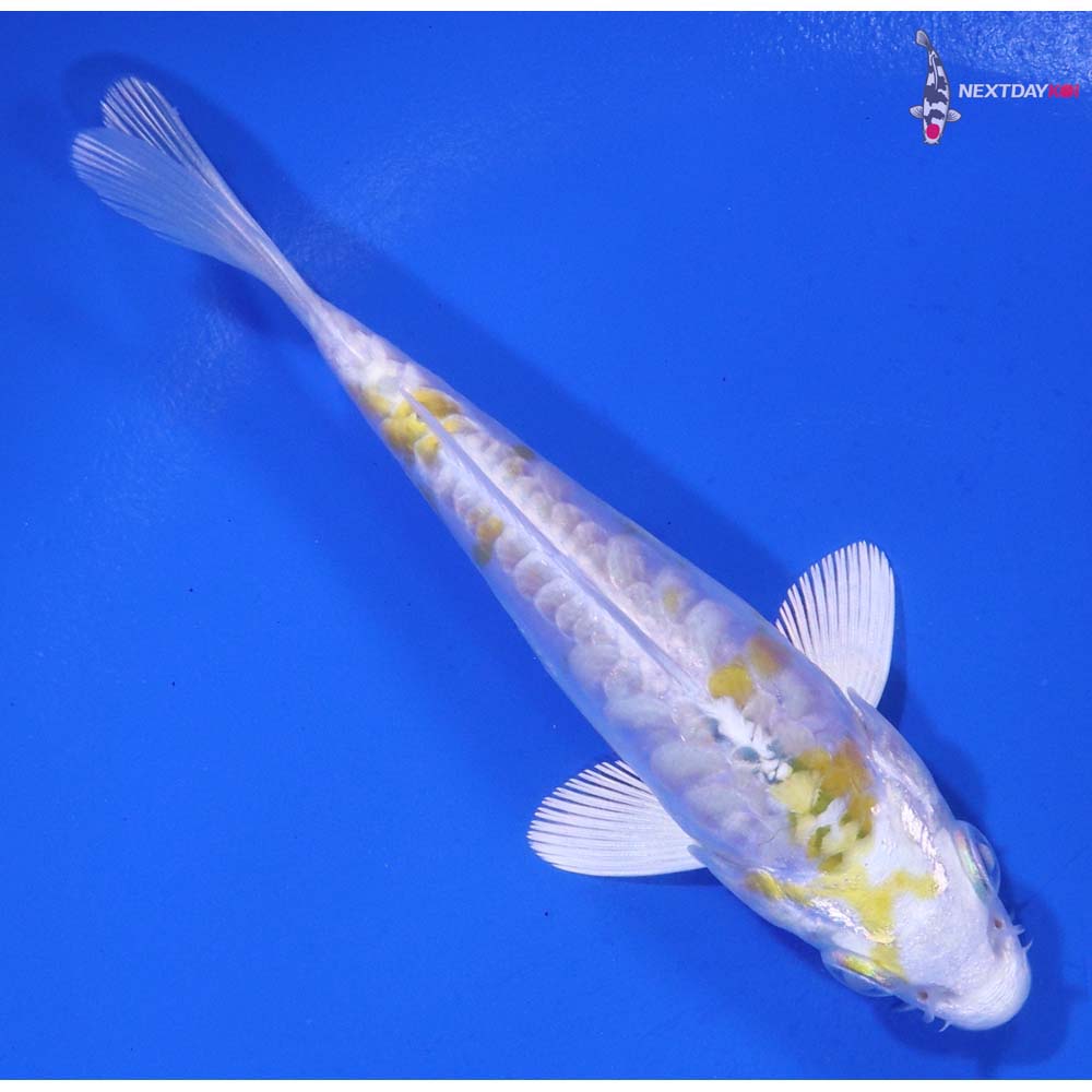 4” Imported Doitsu Lemon Hariwake