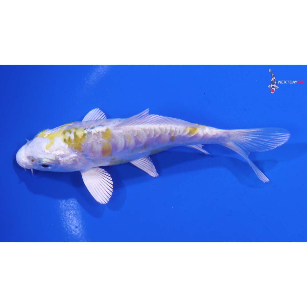 4” Imported Doitsu Lemon Hariwake