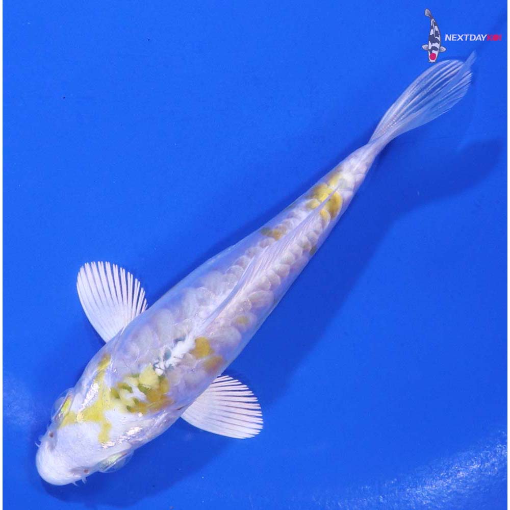 4” Imported Doitsu Lemon Hariwake