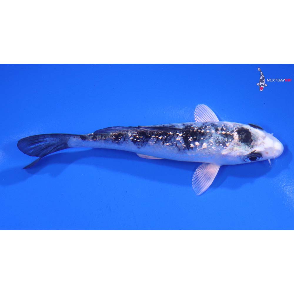 4” Imported Gin Rin Gin Shiro Bekko