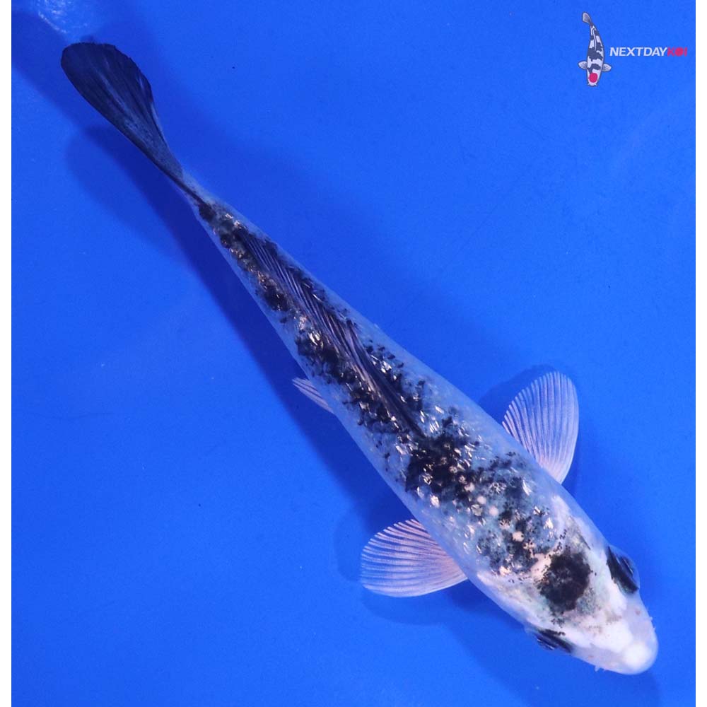 4” Imported Gin Rin Gin Shiro Bekko