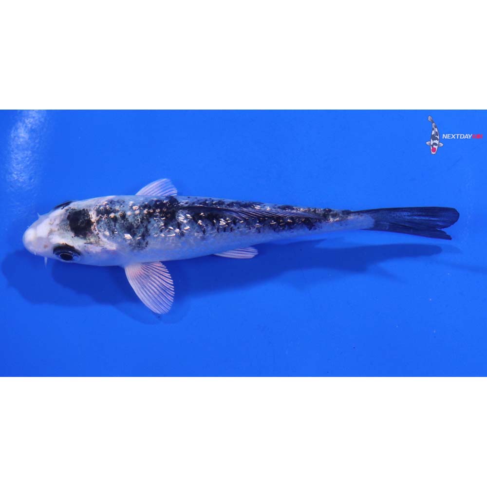 4” Imported Gin Rin Gin Shiro Bekko