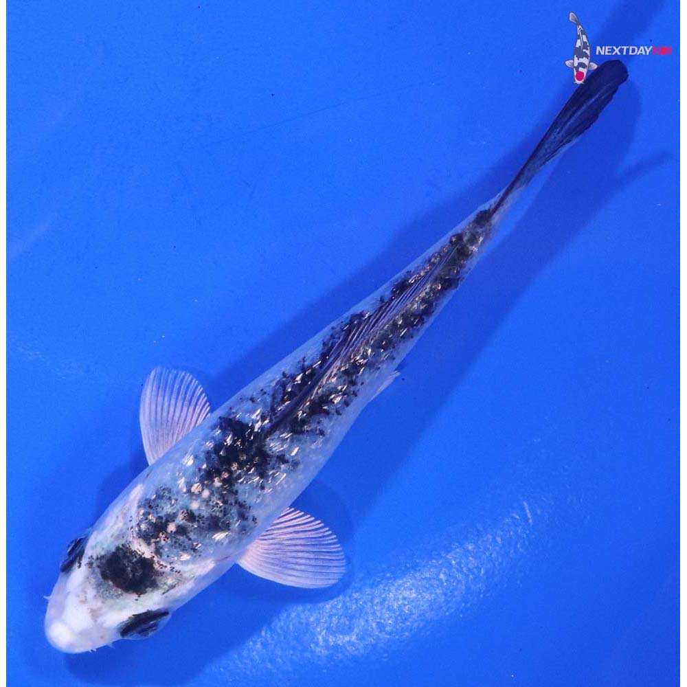 4” Imported Gin Rin Gin Shiro Bekko