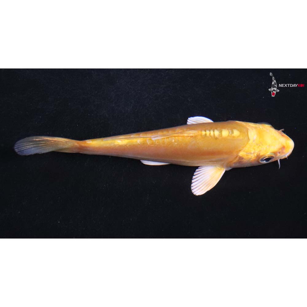 4” Imported Doitsu Yamabuki Ogon