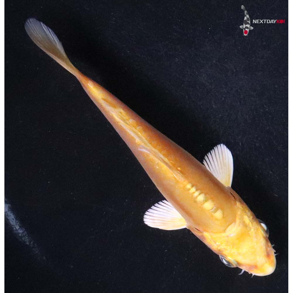 4” Imported Doitsu Yamabuki Ogon