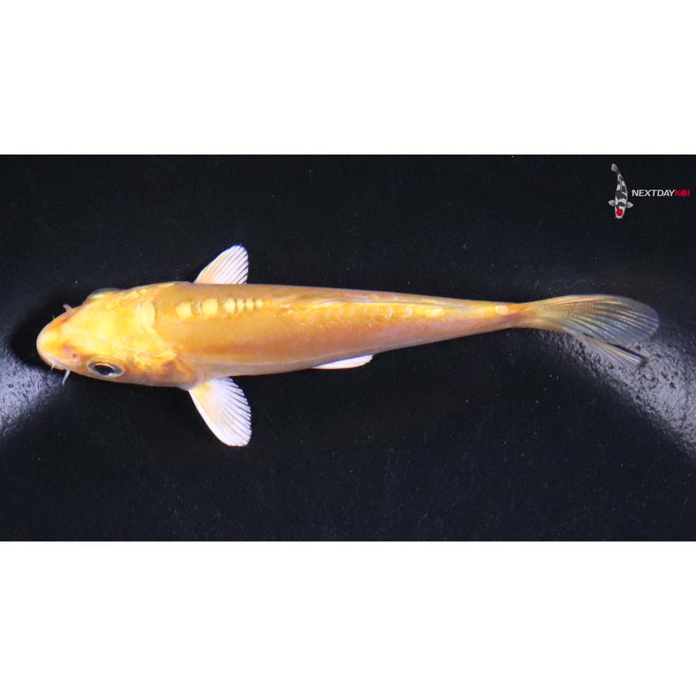 4” Imported Doitsu Yamabuki Ogon