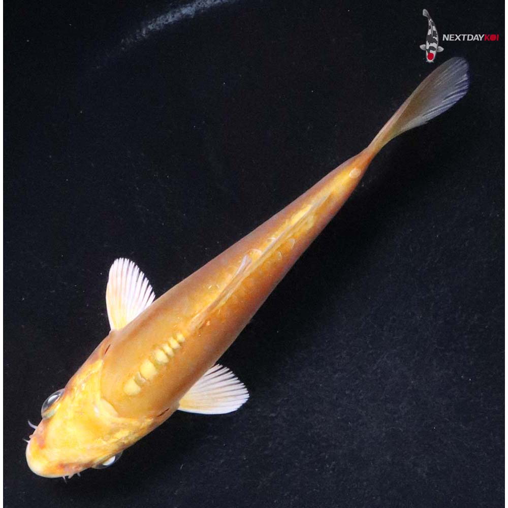 4” Imported Doitsu Yamabuki Ogon