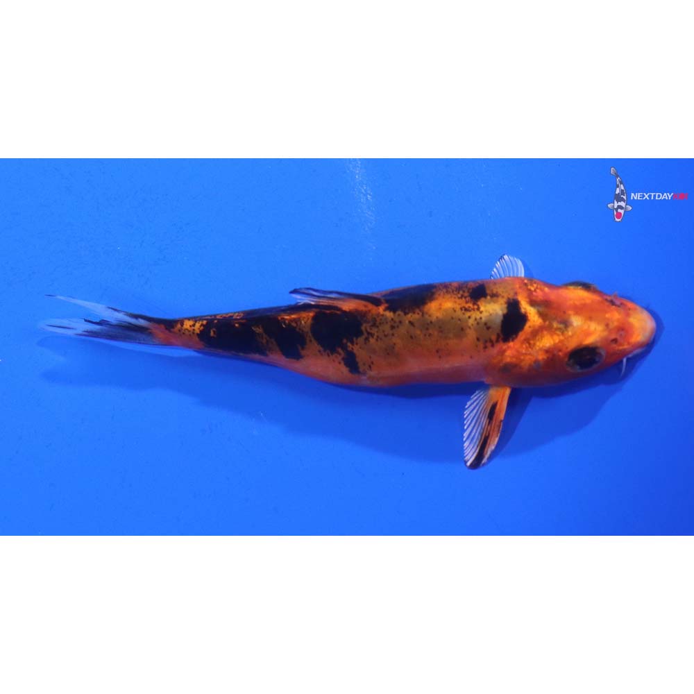 4” Imported Doitsu Kin Aka Bekko