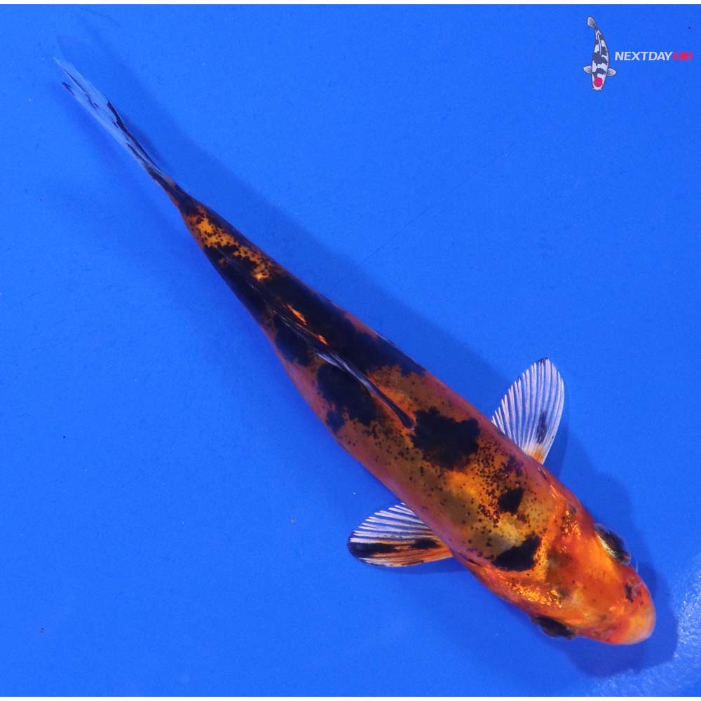 4” Imported Doitsu Kin Aka Bekko