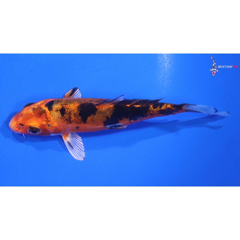 4” Imported Doitsu Kin Aka Bekko