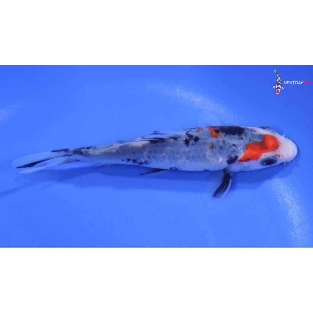 4.5” Imported Sanke