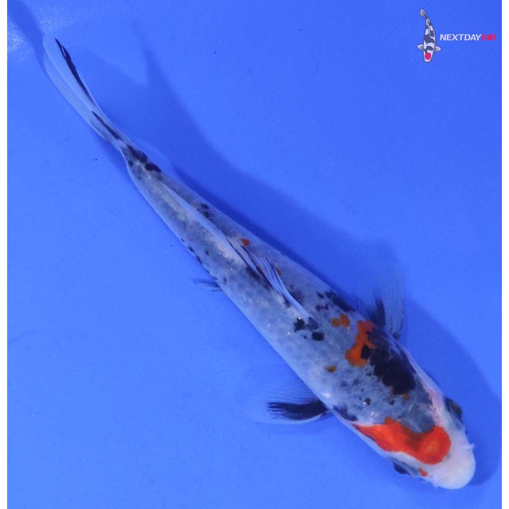 4.5” Imported Sanke