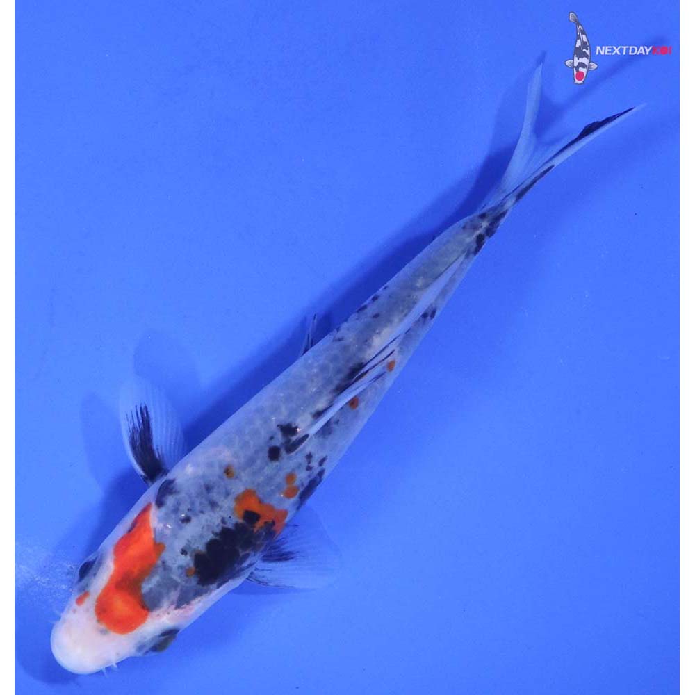 4.5” Imported Sanke